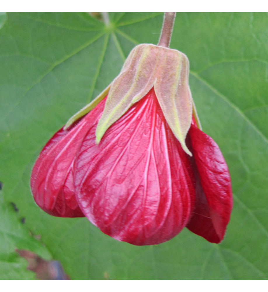 Abutilon Nabob (3lt)