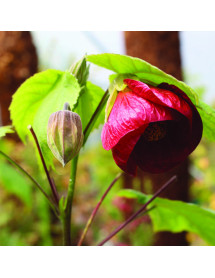 Abutilon Nabob (10lt) Abutilon Nabob (10lt)