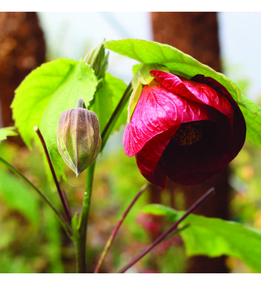 Abutilon Nabob (10lt) Abutilon Nabob (10lt)