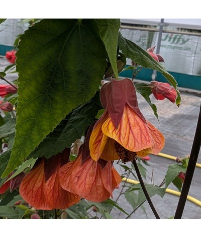 Abutilon Orange Hot Lava (5lt)