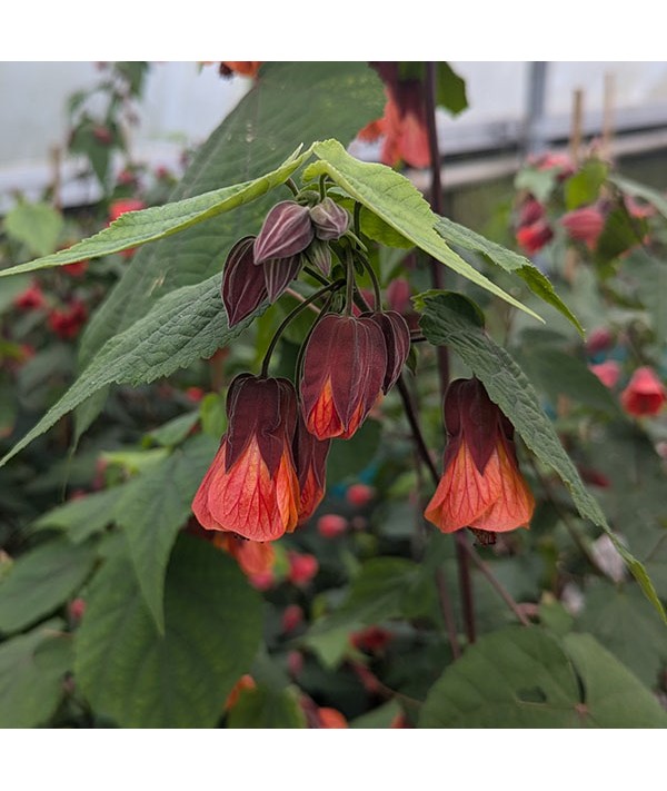 Abutilon Orange Hot Lava (5lt)