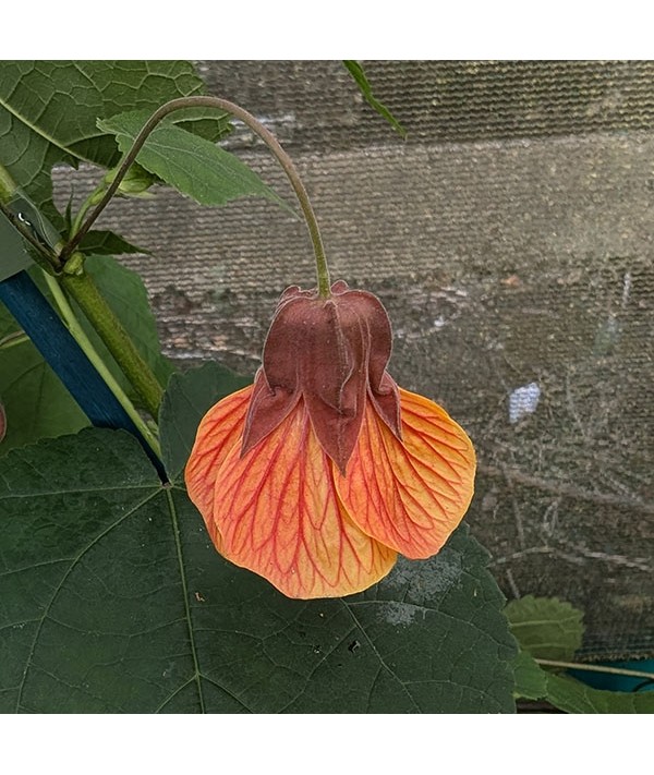 Abutilon Patrick Synge (5lt)