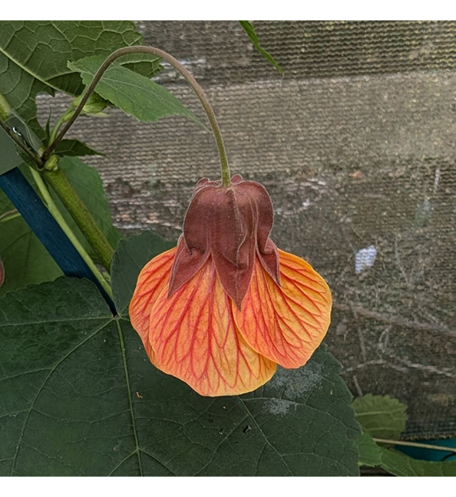 Abutilon Patrick Synge (5lt)