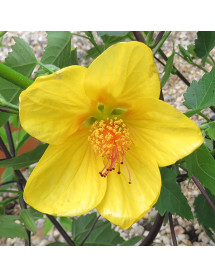Abutilon Waltz (3lt)