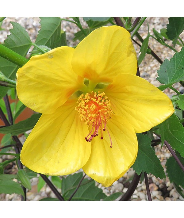 Abutilon Waltz (3lt)