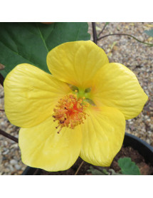Abutilon Waltz (5lt)