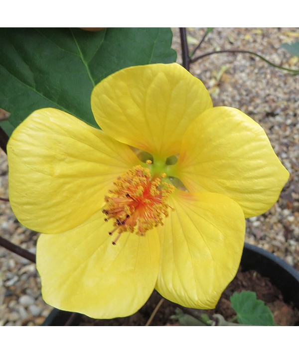 Abutilon Waltz (3lt)