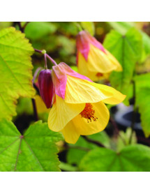 Abutilon Waltz (3lt)