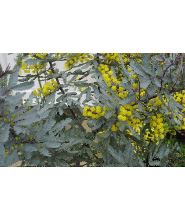 Acacia baileyana Purpurea (5lt)