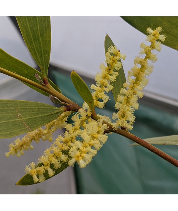 Acacia longifolia (3lt)