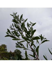 Acacia melanoxylon (20lt airpot) Acacia melanoxylon (20lt airpot)