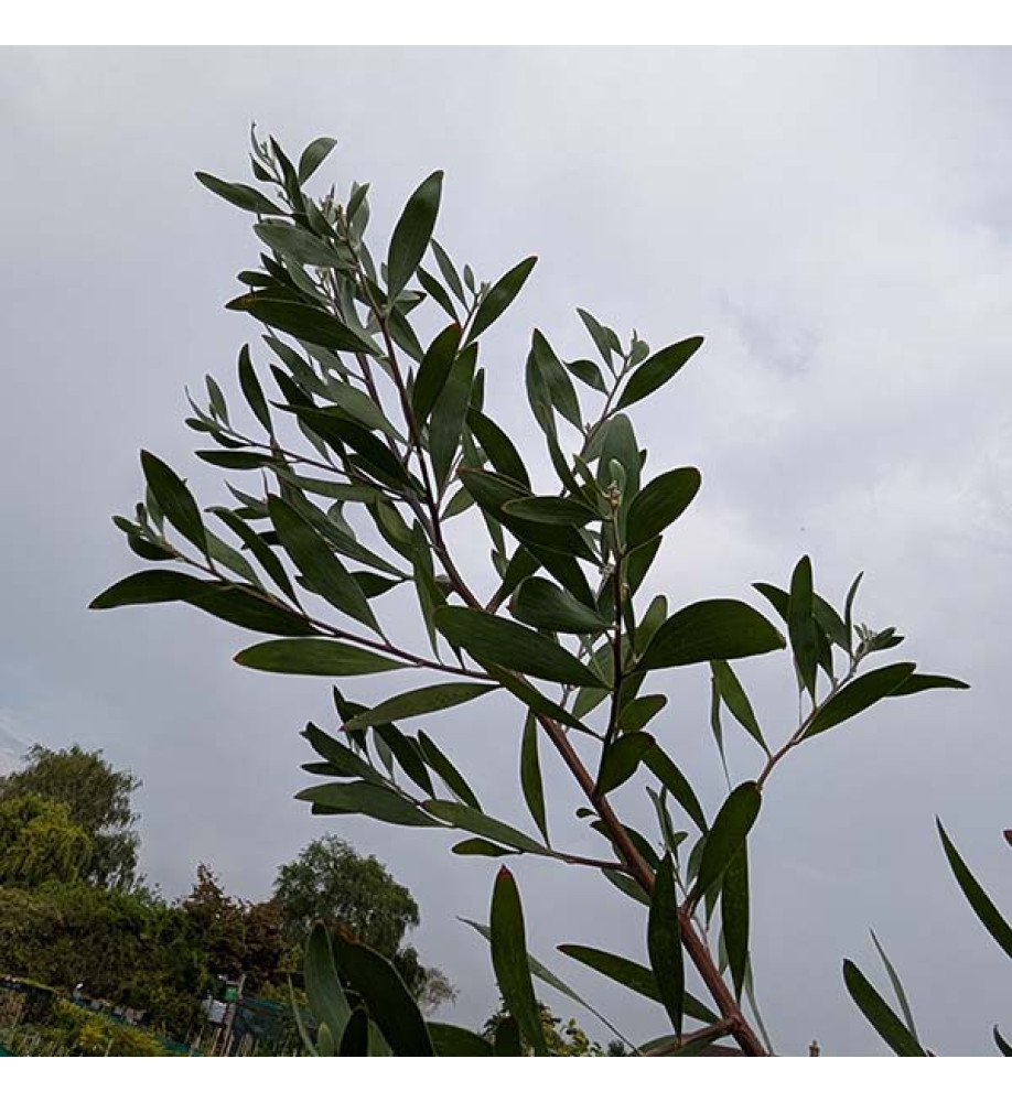 Acacia melanoxylon (20lt airpot)