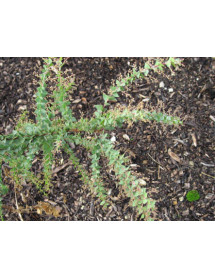 Acacia pravissima (12lt airpot)