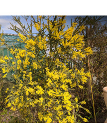 Acacia pravissima (38lt)