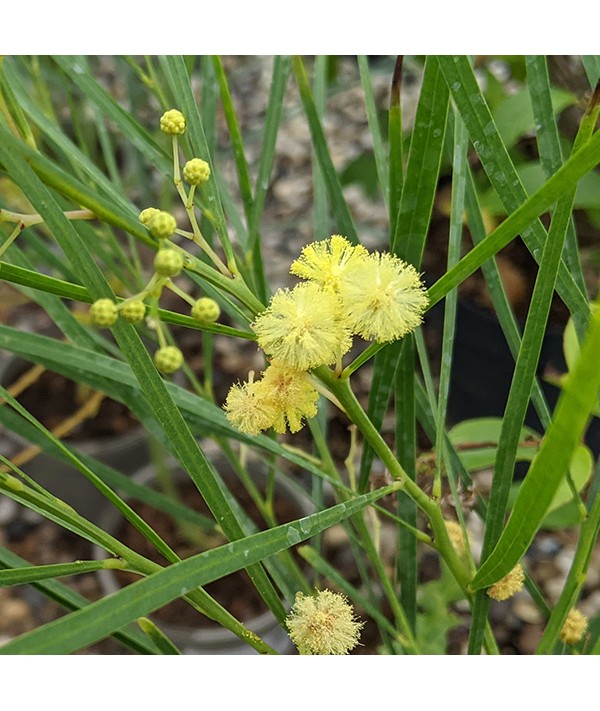 Acacia retinodes (2lt) Acacia retinodes (2lt)