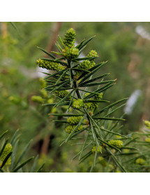 Acacia verticillata (12lt Airpot) Acacia verticillata (12lt Airpot)