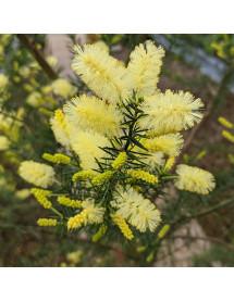 Acacia verticillata (12lt Airpot)
