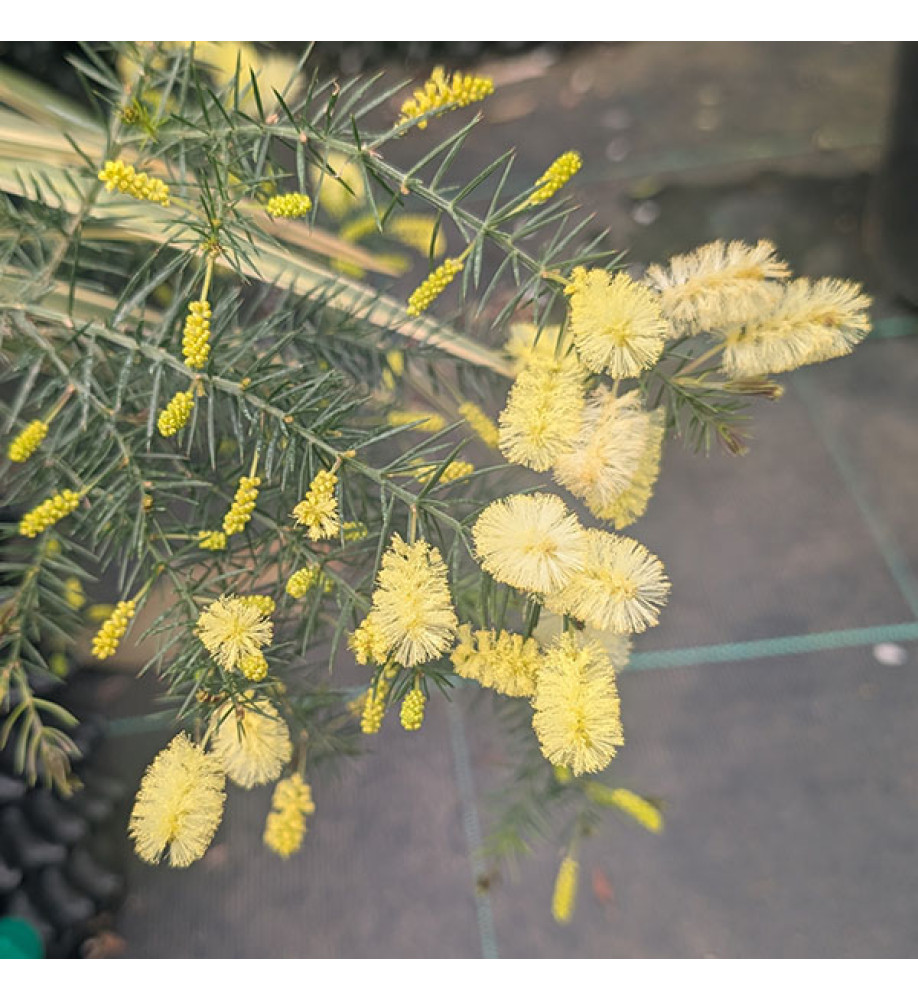 Acacia verticillata (12lt Airpot) Acacia verticillata (12lt Airpot)