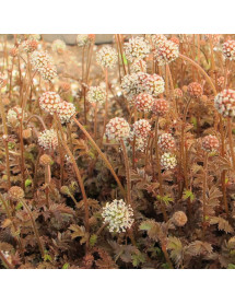 Acaena microphylla (9cm)