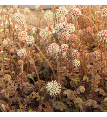 Acaena microphylla (9cm)
