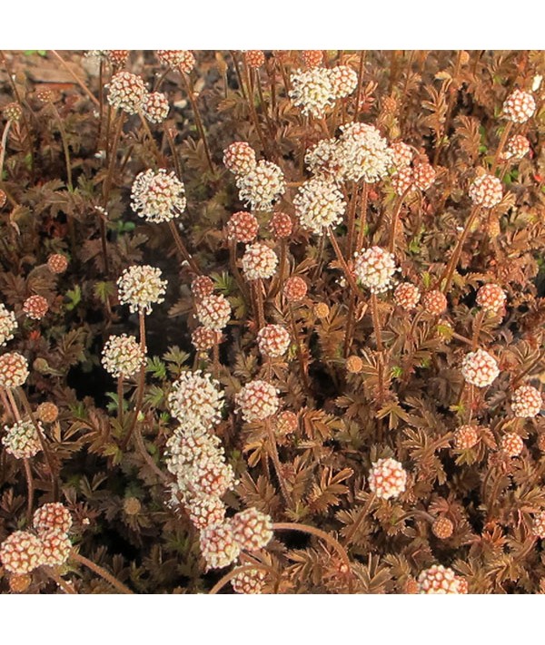 Acaena microphylla Kupferteppich (9cm)