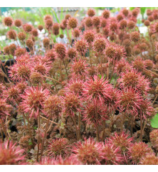 Acaena microphylla (9cm)