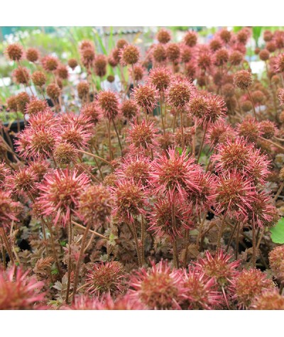 Acaena microphylla Kupferteppich (9cm)