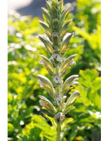 Acanthus hungaricus White Lips (1lt)