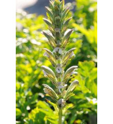 Acanthus hungaricus White Lips (1lt)