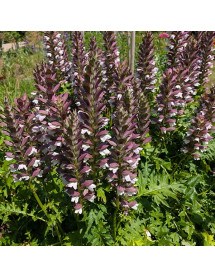 Acanthus Morning's Candle (3lt) Acanthus Morning's Candle (3lt)