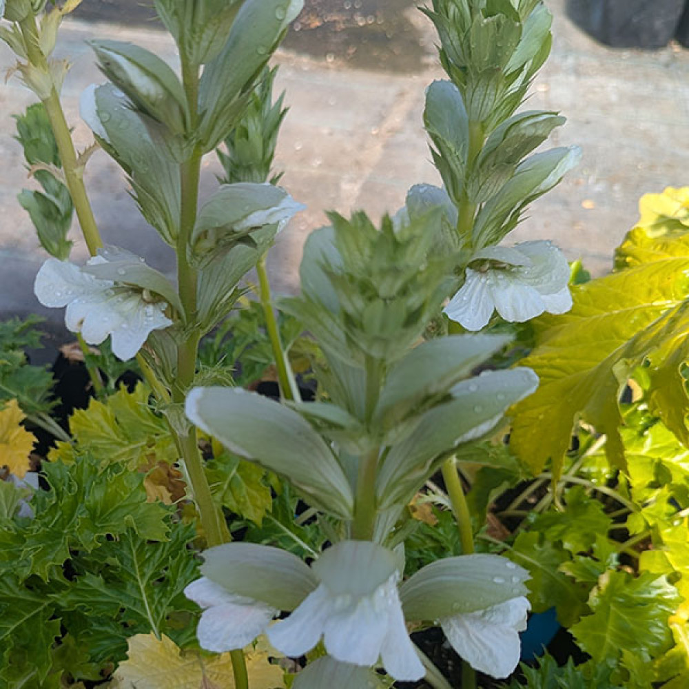 Acanthus mollis Rue Ledan (1.5lt)