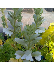 Acanthus mollis Rue Ledan (1lt)