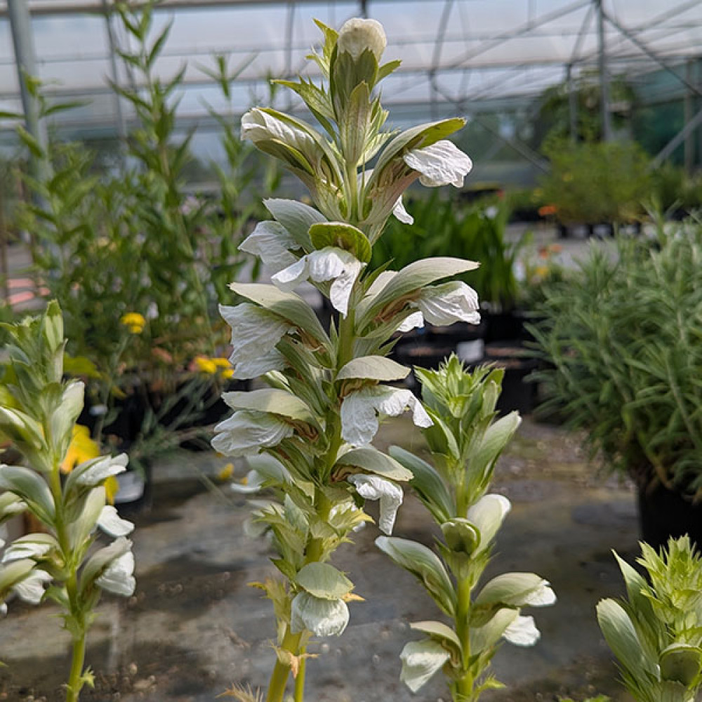 Acanthus mollis Rue Ledan (3lt)