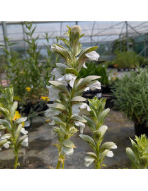 Acanthus mollis Rue Ledan (1lt)