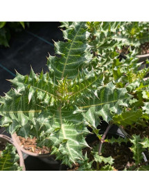 Acanthus sennii (3lt)