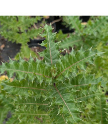 Acanthus sennii (3lt)