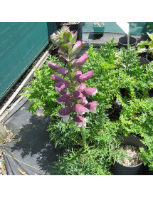 Acanthus spinosus (1lt)