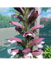 Acanthus spinosus (1lt)