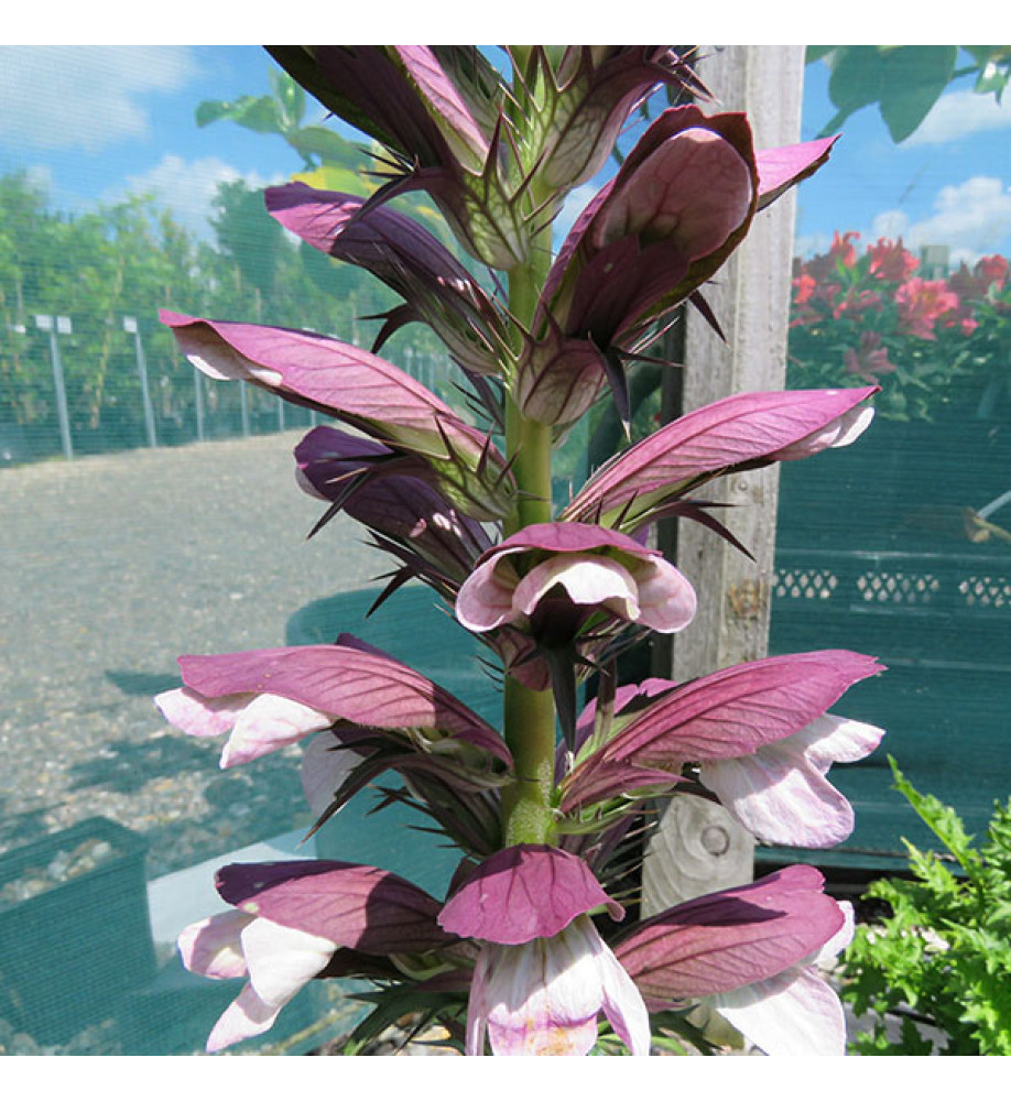 Acanthus spinosus (1lt)