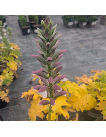Acanthus mollis Wofford Rhubarb (1lt) Acanthus mollis Wofford Rhubarb (1lt)