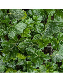Acanthus mollis Wofford Rhubarb (1lt)