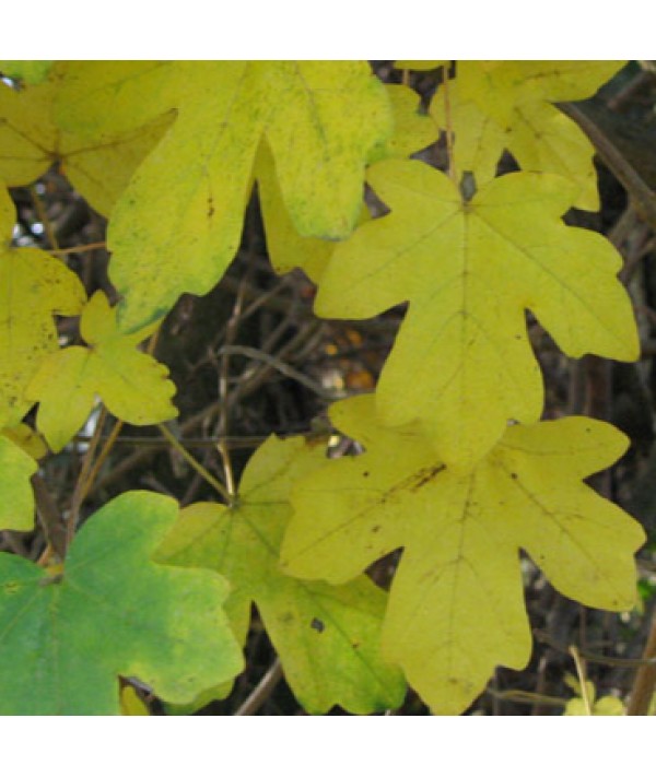 Acer campestre (bare root 40-60cm)