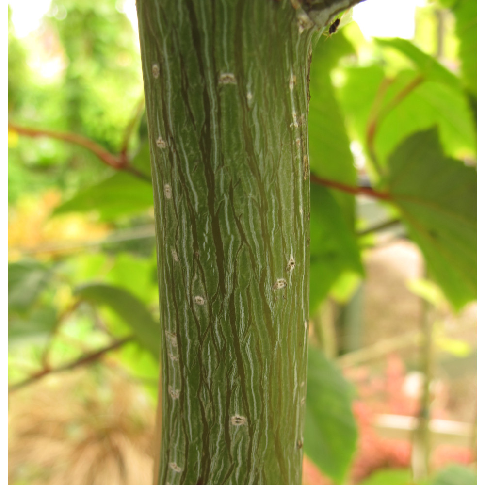 Acer capillipes (12lt)