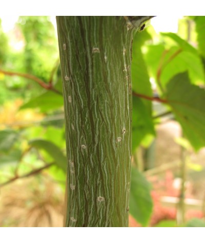 Acer capillipes (3lt)