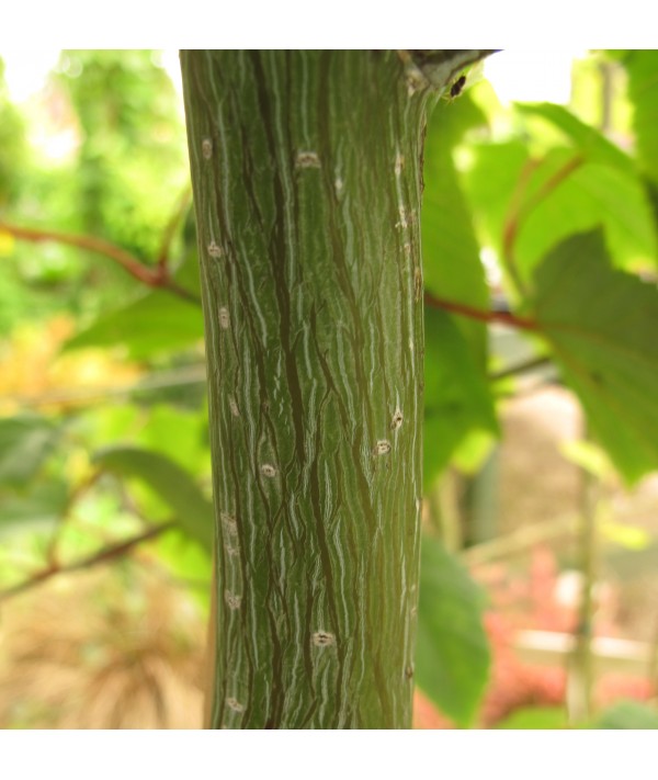 Acer capillipes (3lt)