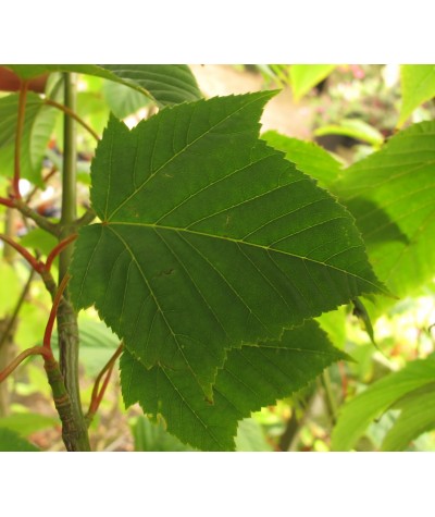 Acer capillipes (7lt)