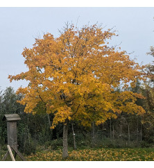Acer cappadocicum Aureum (25lt) Acer cappadocicum Aureum (25lt)