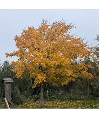 Acer cappadocicum Aureum (12lt)