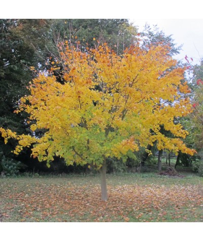 Acer cappadocicum Aureum (12lt)
