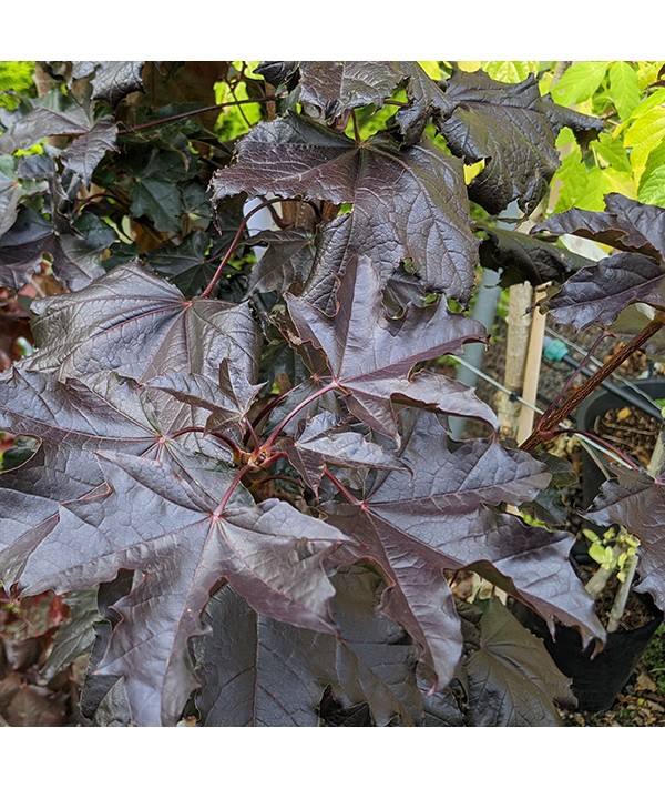 Acer platanoides Crimson King (7lt)